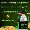 Sulforaphane Bioavailability heightened of Glucoraphanin & Myrosinase from broccoli seeds supplement